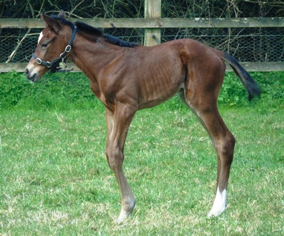 2019 colt by Territories